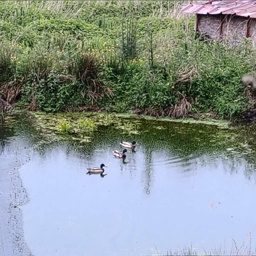 3 canards se promènent sur le bassin