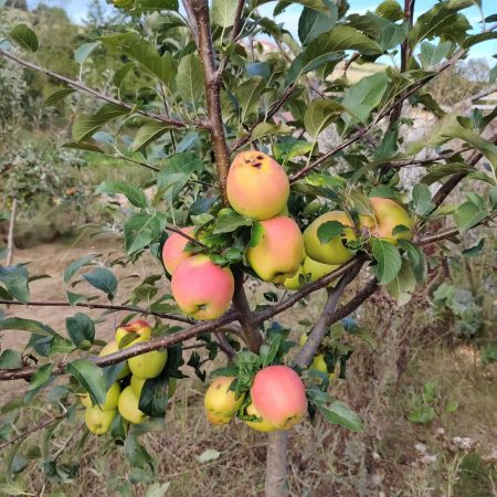 fc10a2d8-c9ff-4fe7-8ecf-65bf9f462bd2